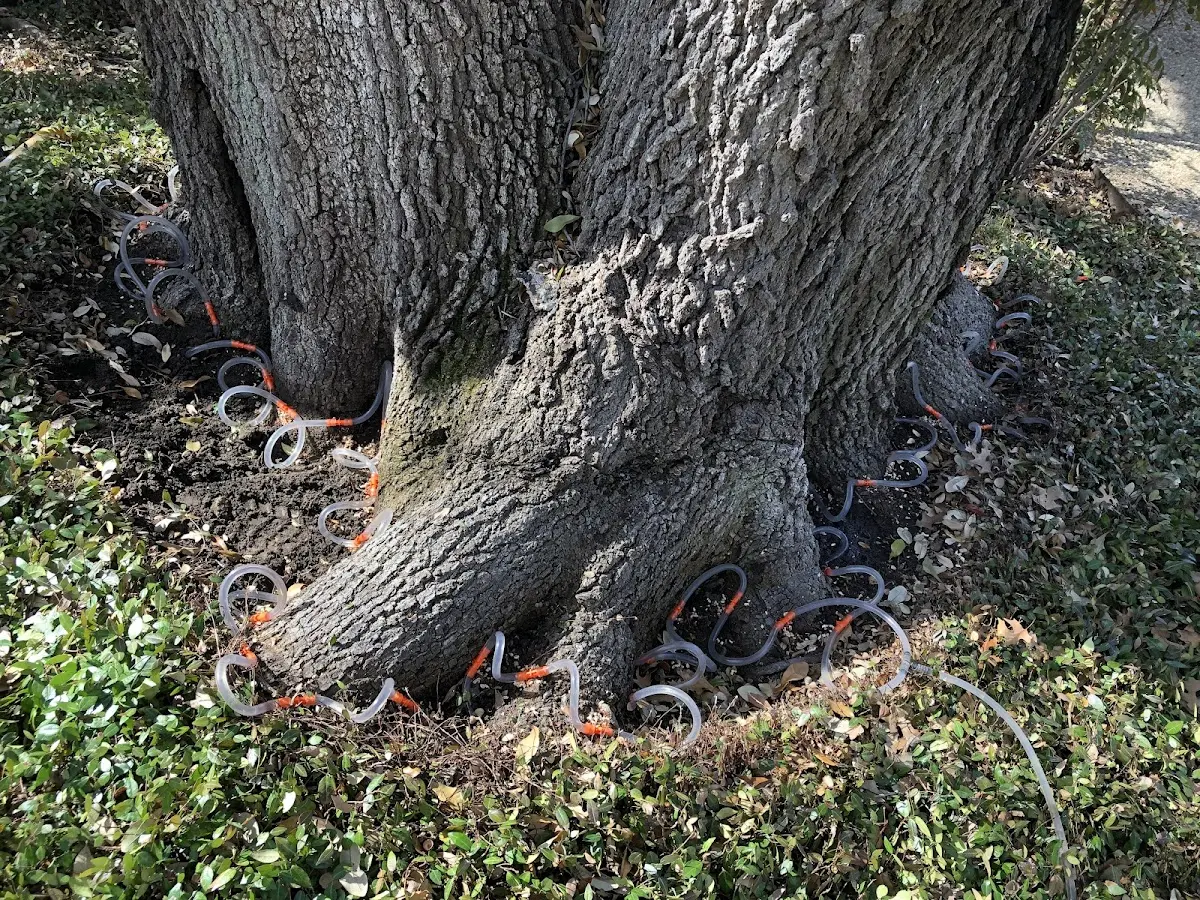 Detailed Tree Cabling and Bracing job site in Commack